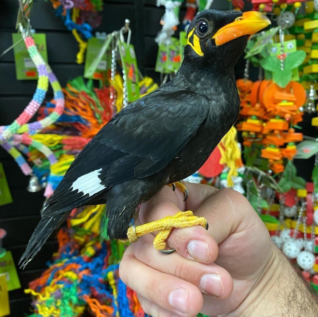 Hill mynah best sale bird for sale